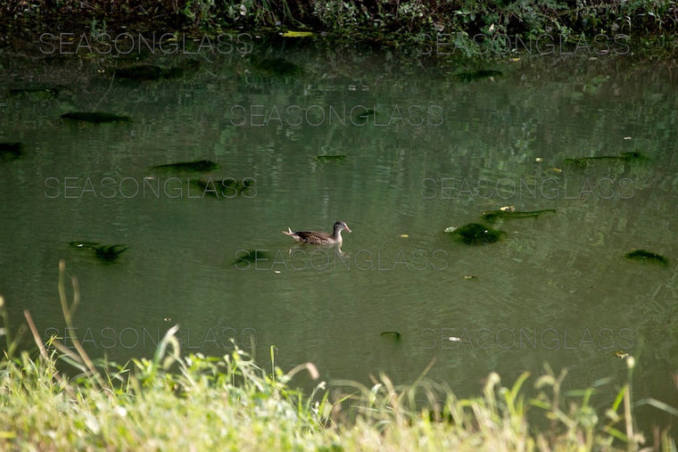 Mandarin Duck
