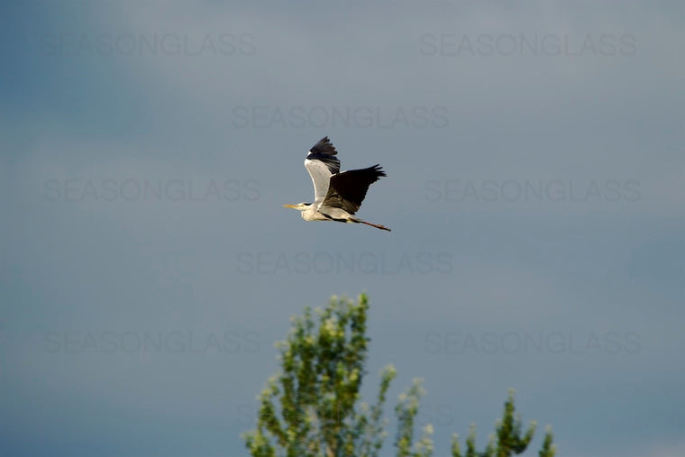 Grey Heron