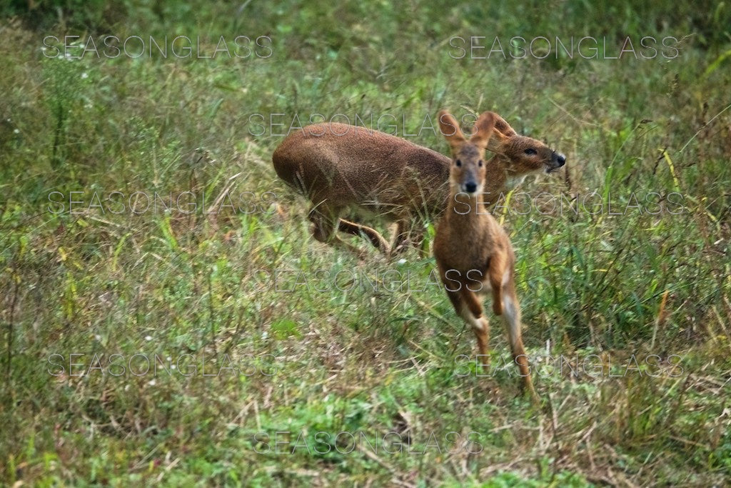 Water Deer