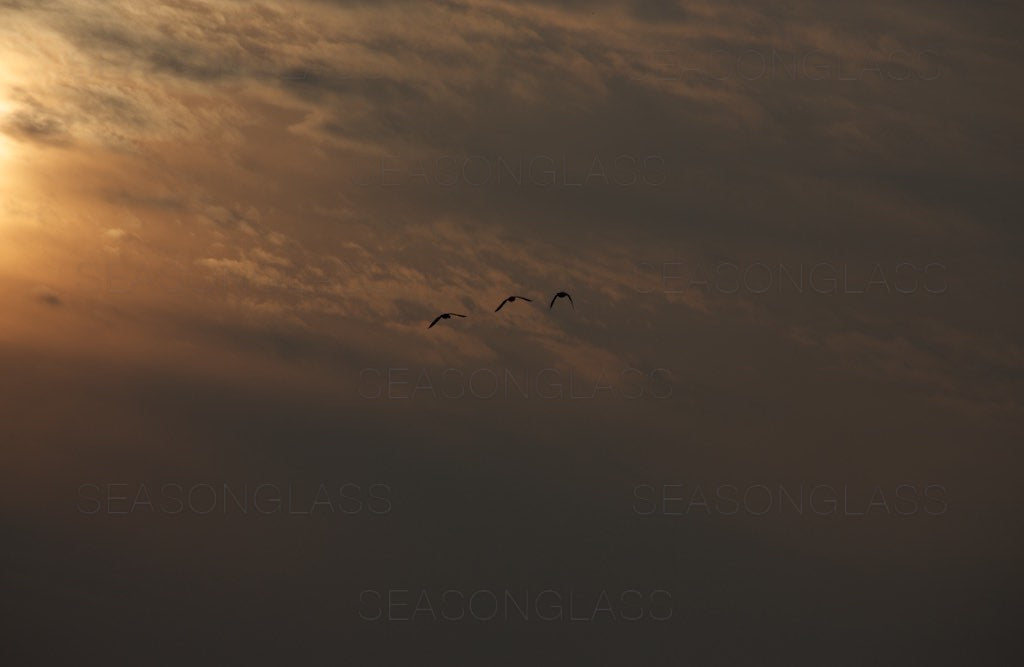 Birds in Flight