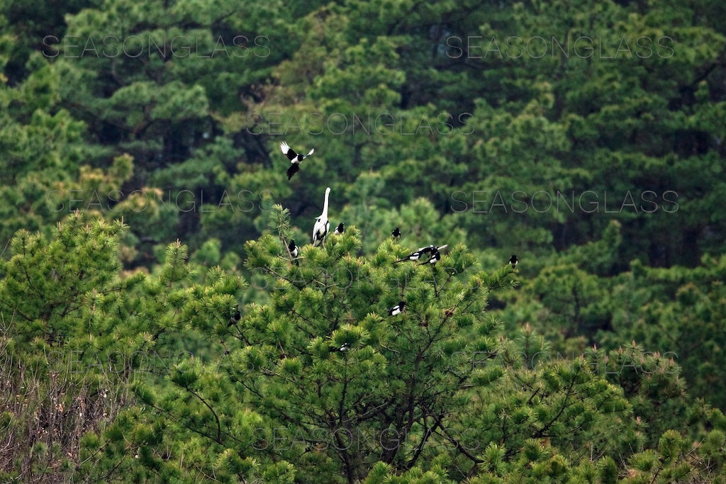 Magpies Harassing Grey Heron