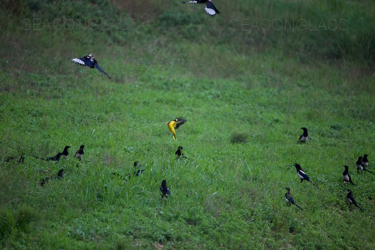 Magpies and Black-naped Oriole