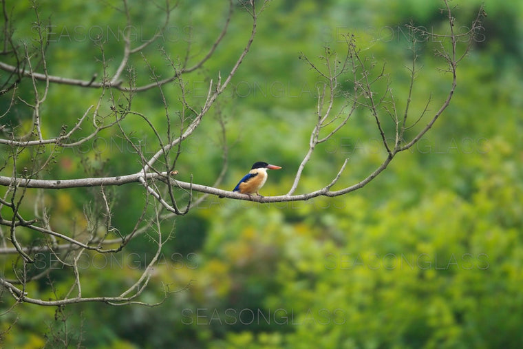 Black-capped Kingfisher