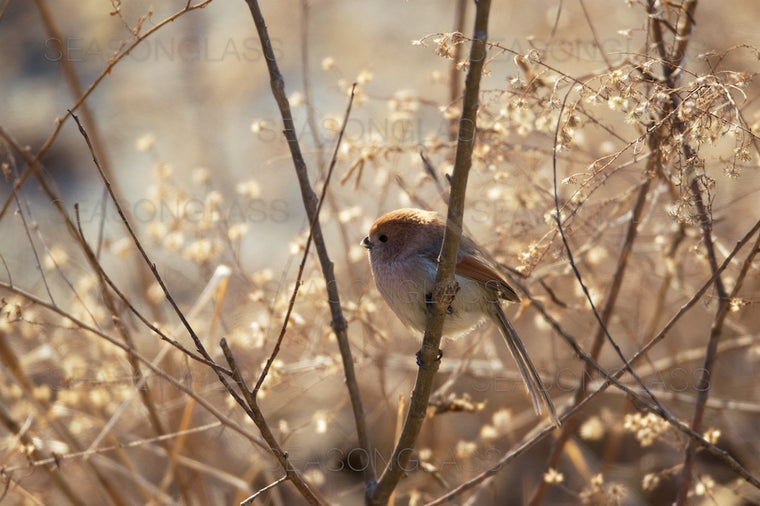 Vinous-throated Parrotbill