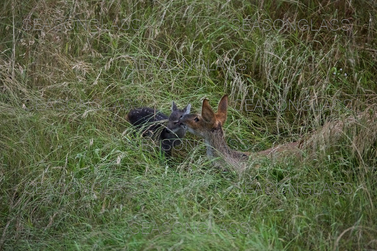 Water Deer
