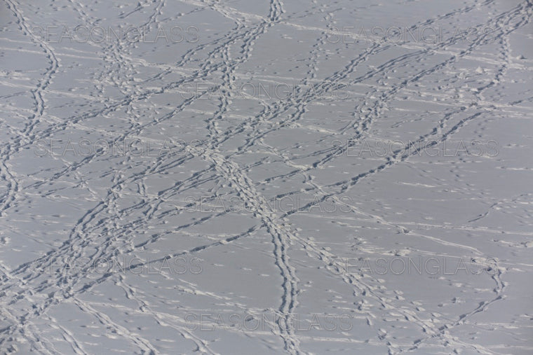 Animal Tracks