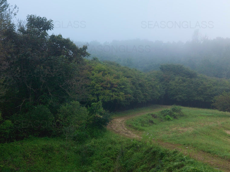 Woods in Summer Mist