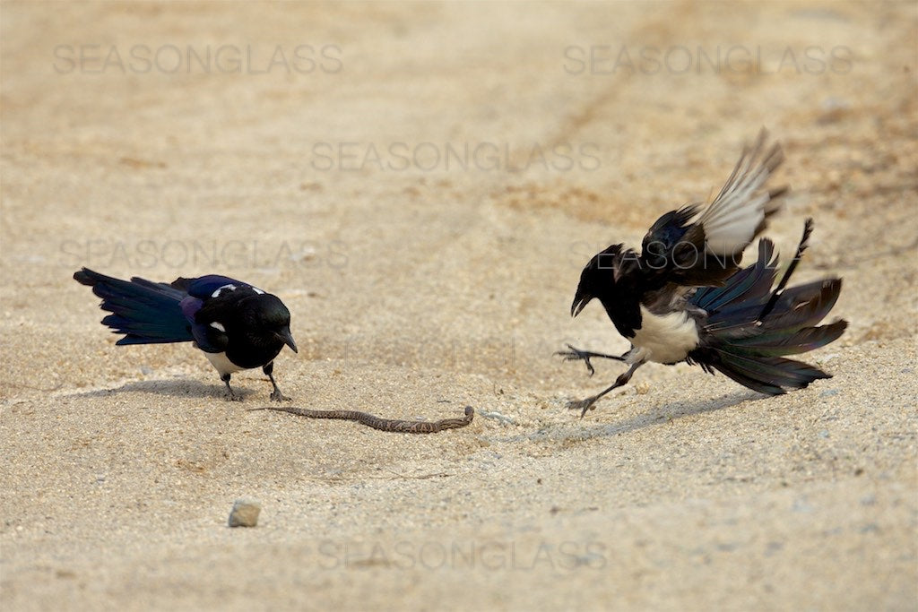 Magpies and Korean Rat Snake