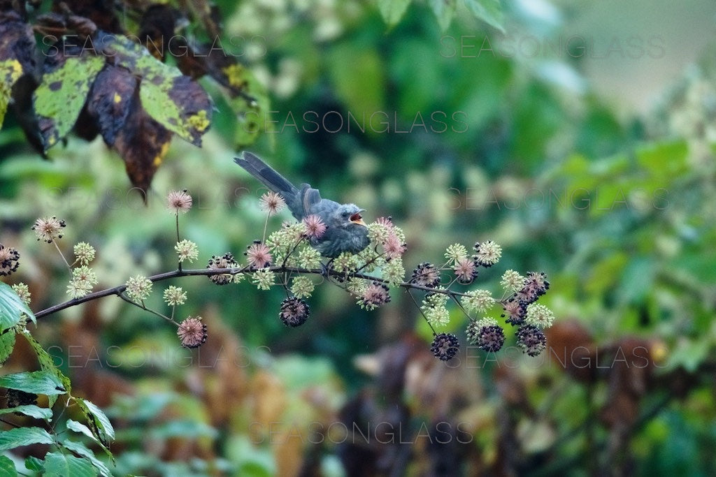 Brown-eared Bulbul