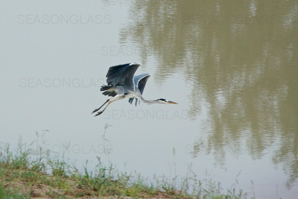 Grey Heron