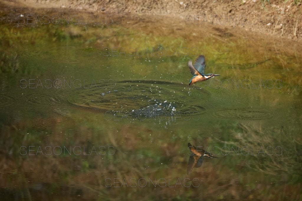 Common Kingfisher