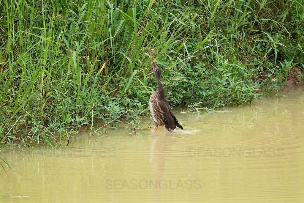 Male Mandarin Duck