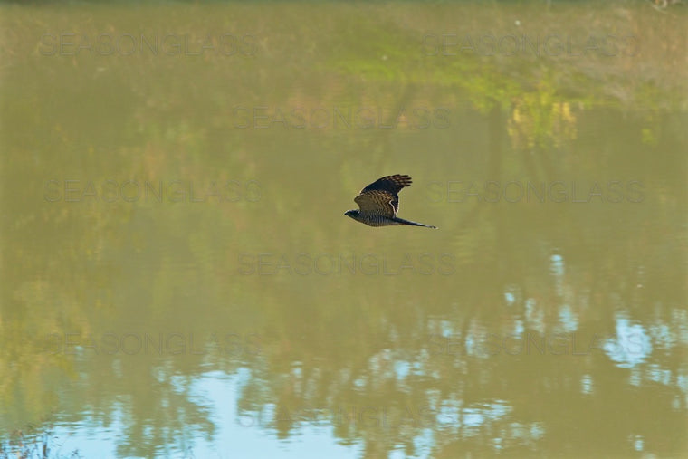 Chinese Sparrowhawk