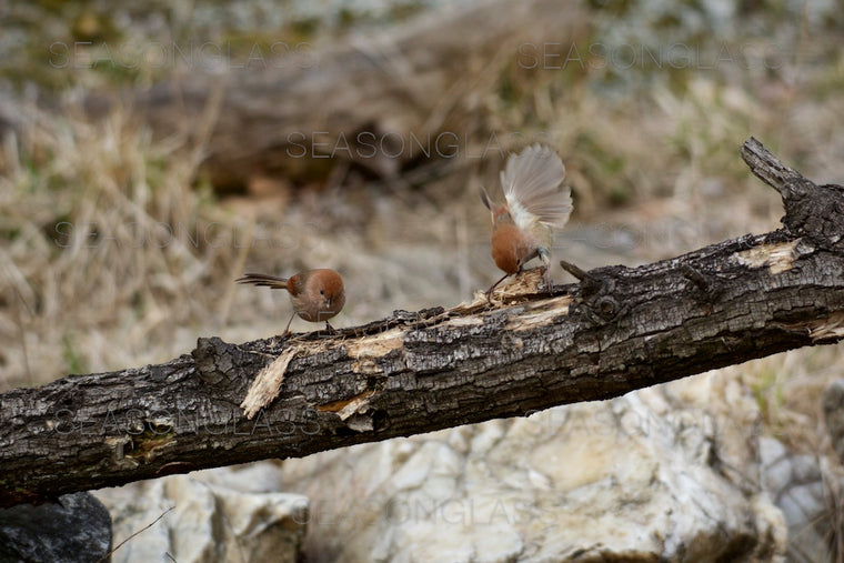 Vinous-throated Parrotbills