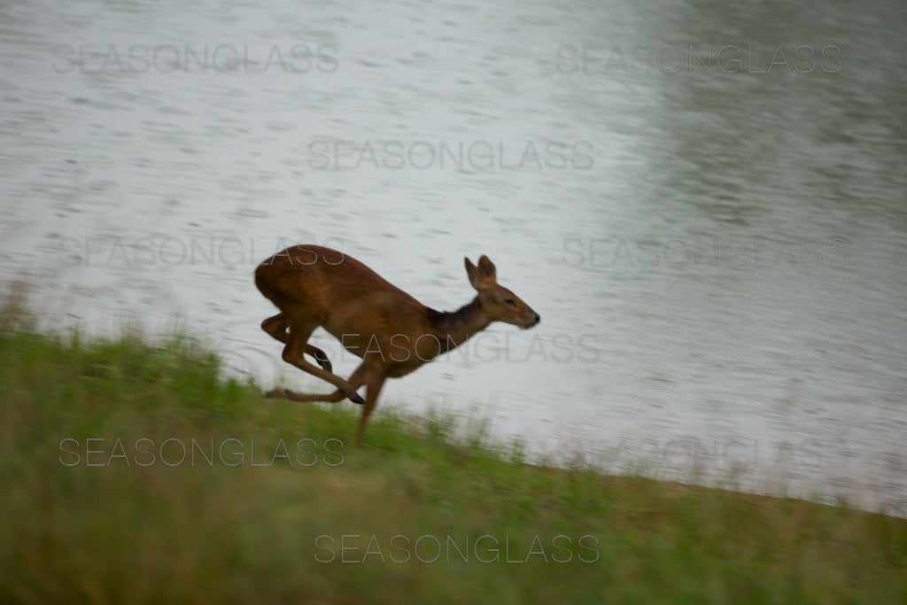 Water Deer