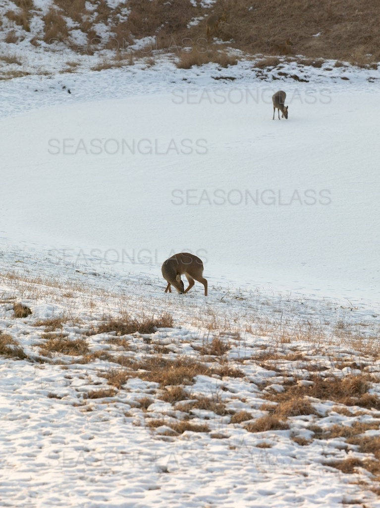 Water Deer