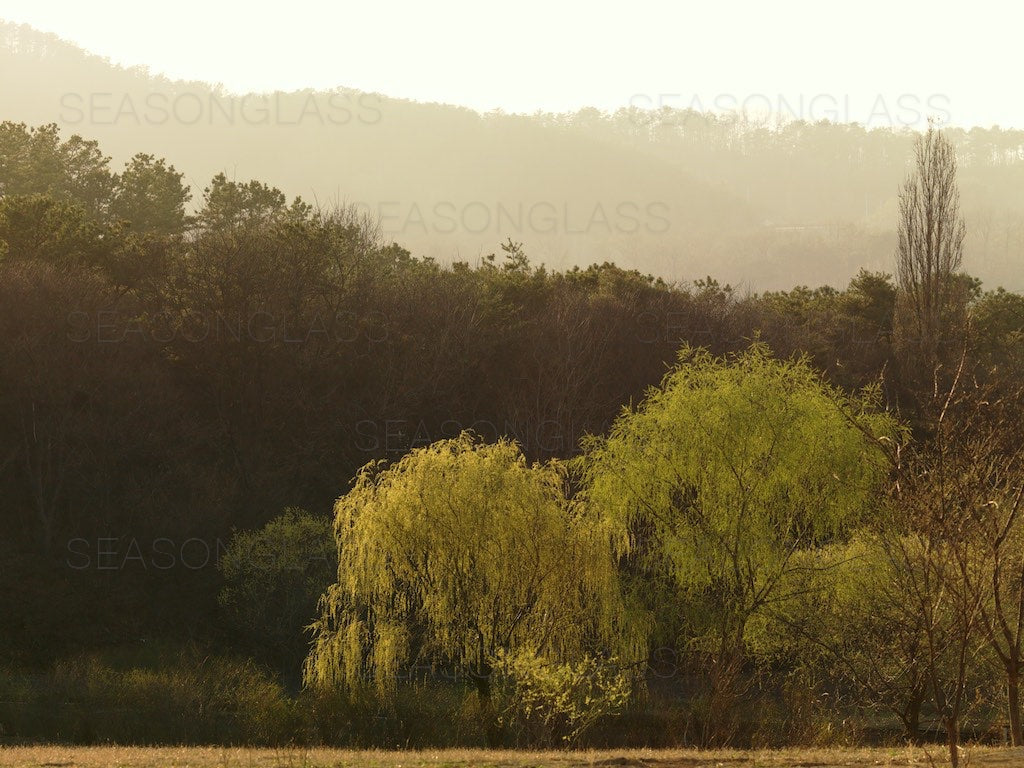 Woods in Spring