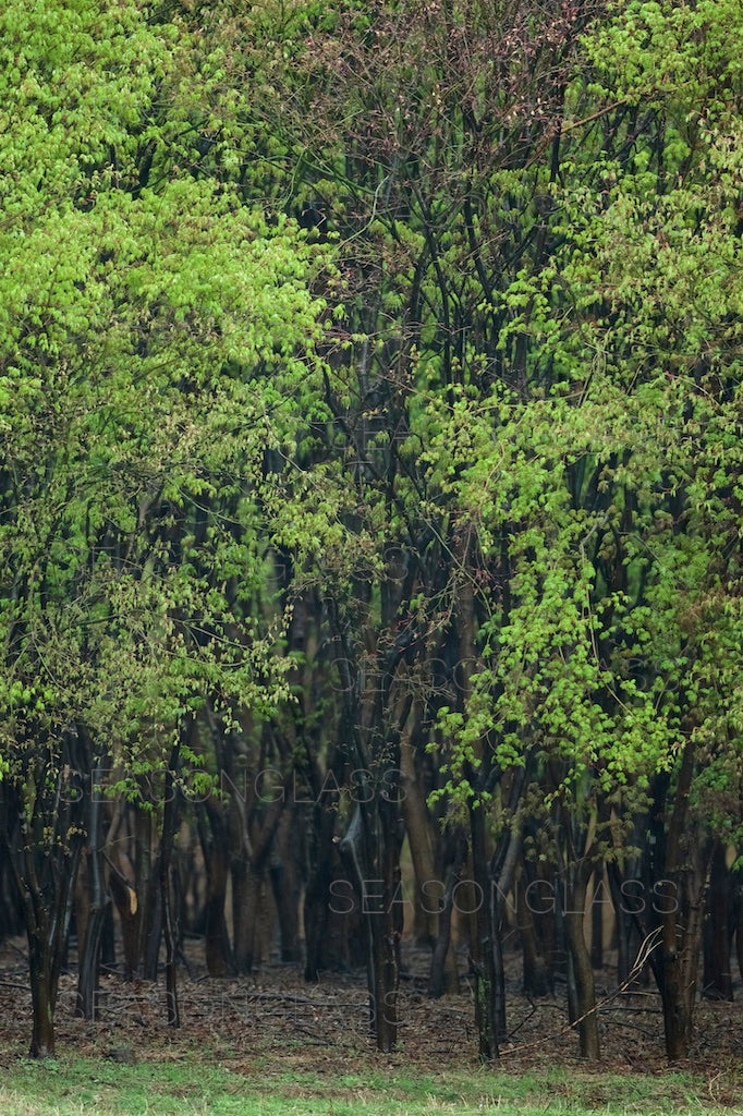 Woods in Spring