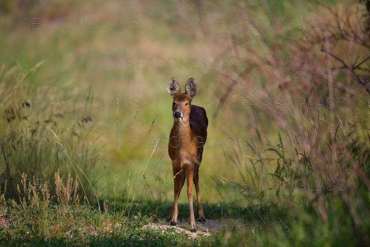 Water Deer