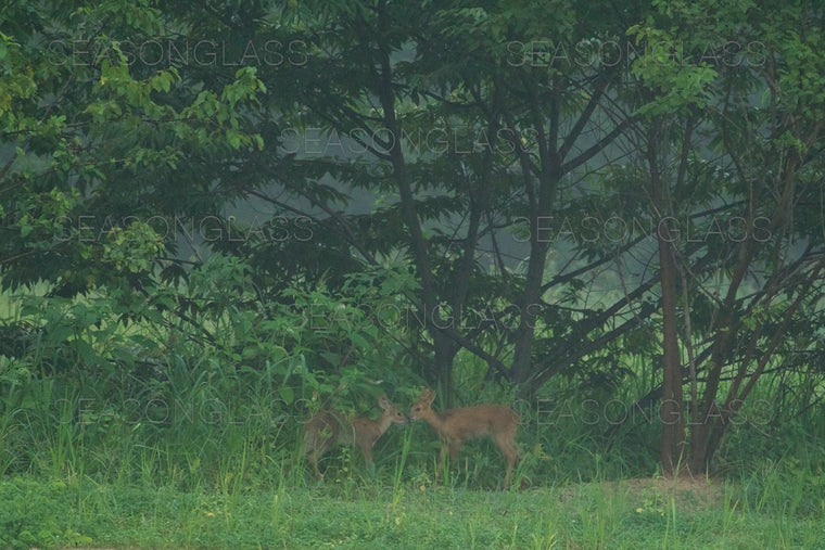 Water Deers