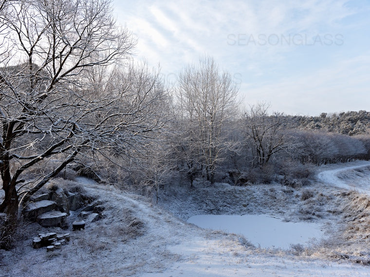 Woods in Winter