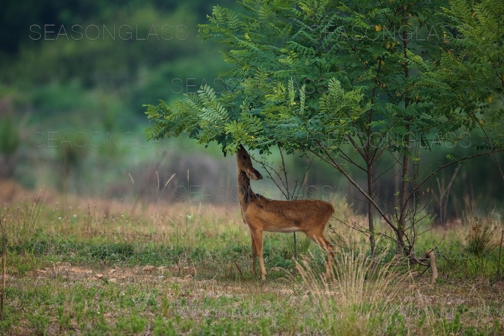 Water Deer