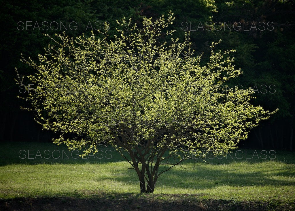 Mulberry Tree