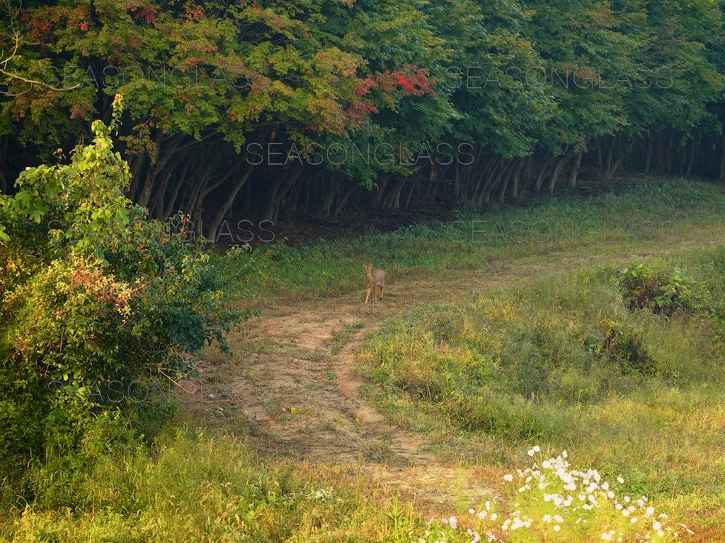 Water Deer