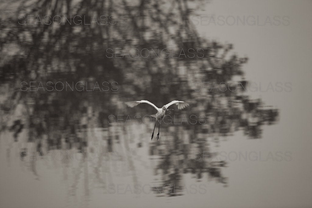 Egret with Frog