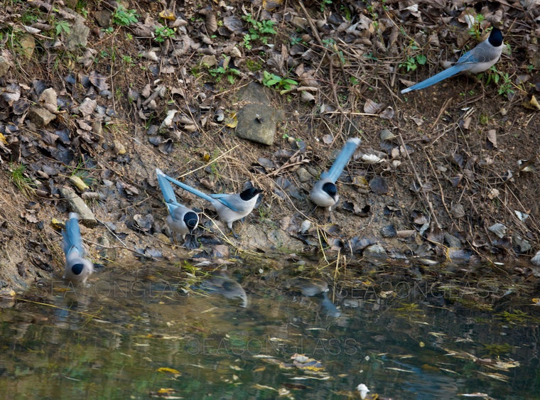 Azure-winged Magpie