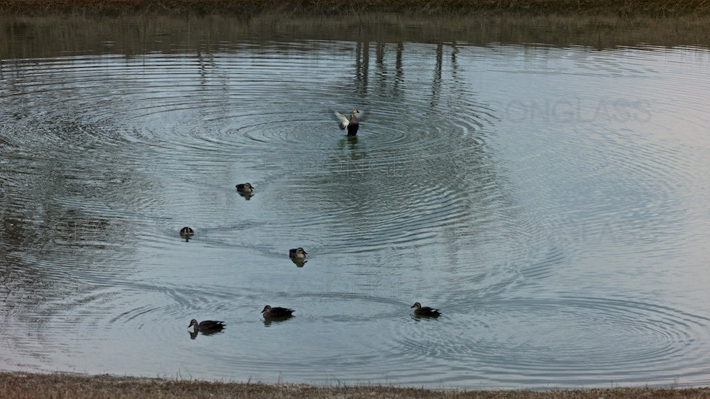 Spot-billed Ducks