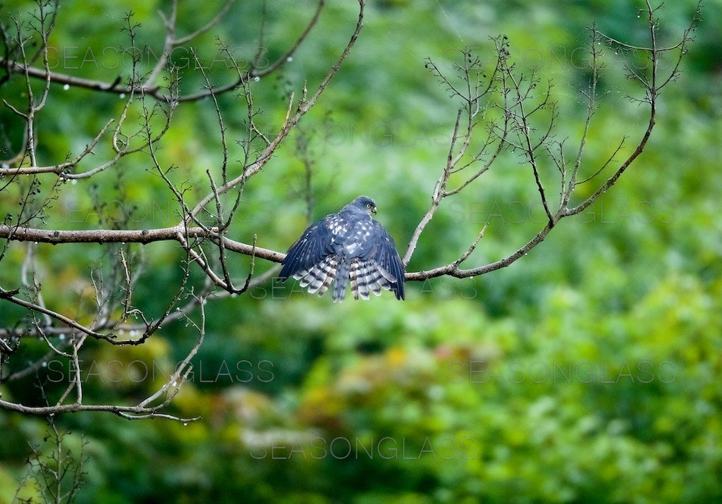 Chinese Sparrowhawk