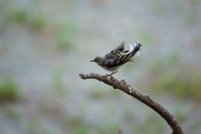 Grey Wagtail