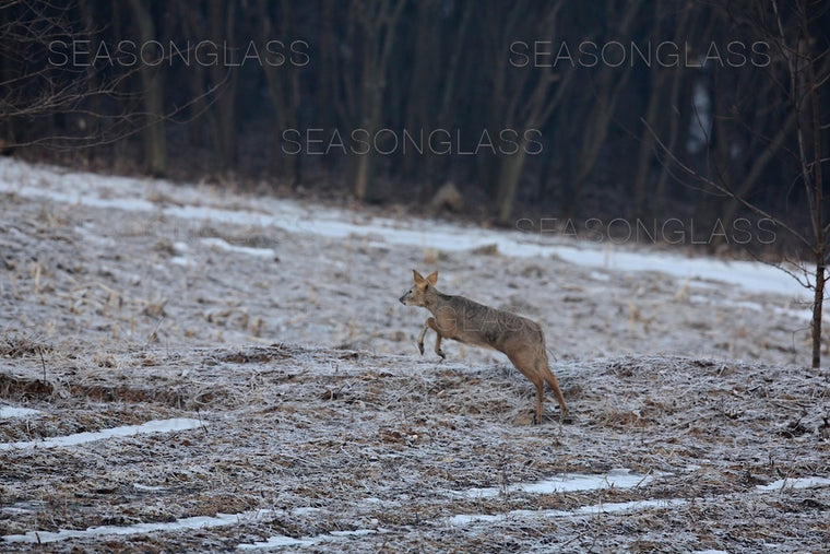 Water Deer