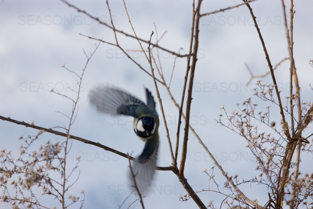 Great Tit