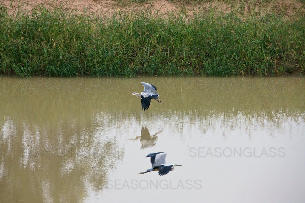 Grey Herons