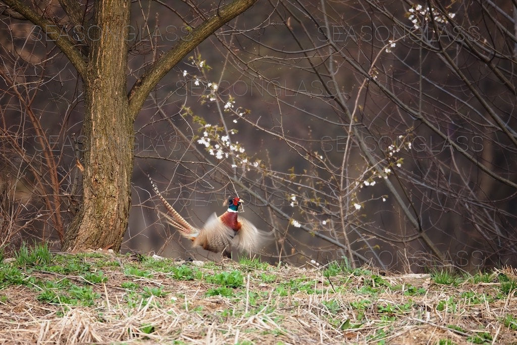 Cock Pheasant