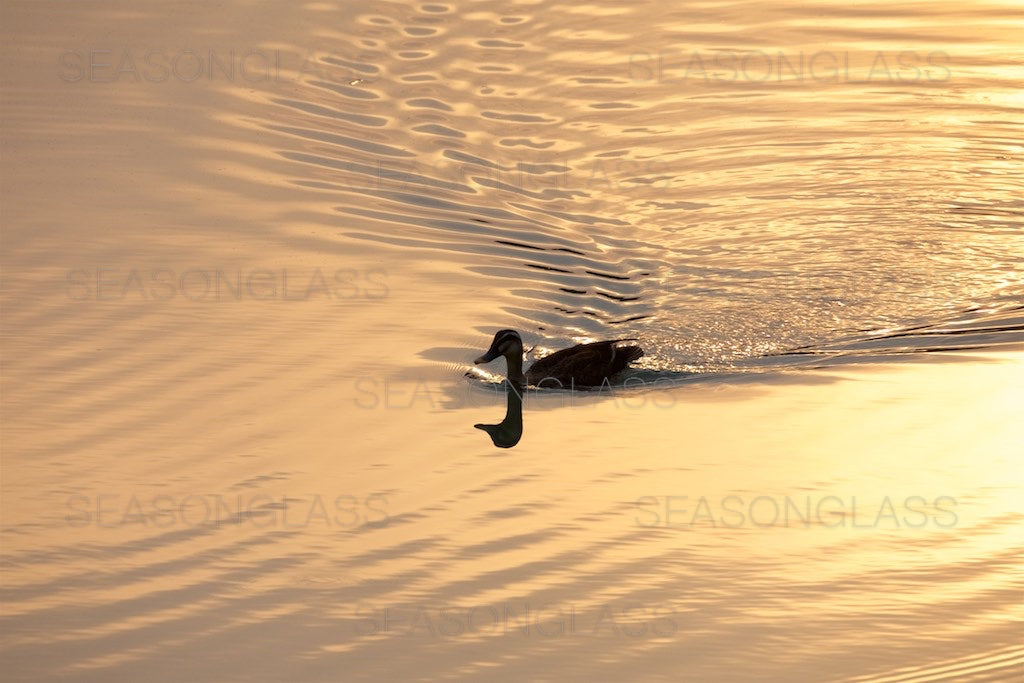 Spot-billed Duck