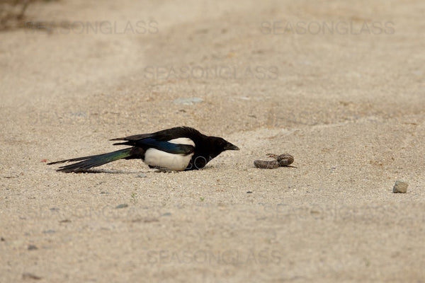 Magpie And Korean Rat Snake Ahae