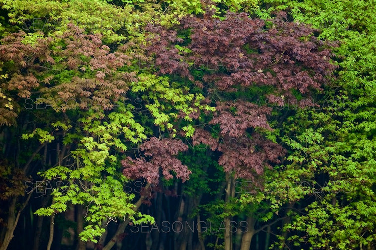 Maple trree