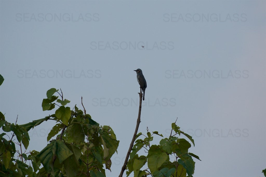 Brown-eared Bulbul with Insect