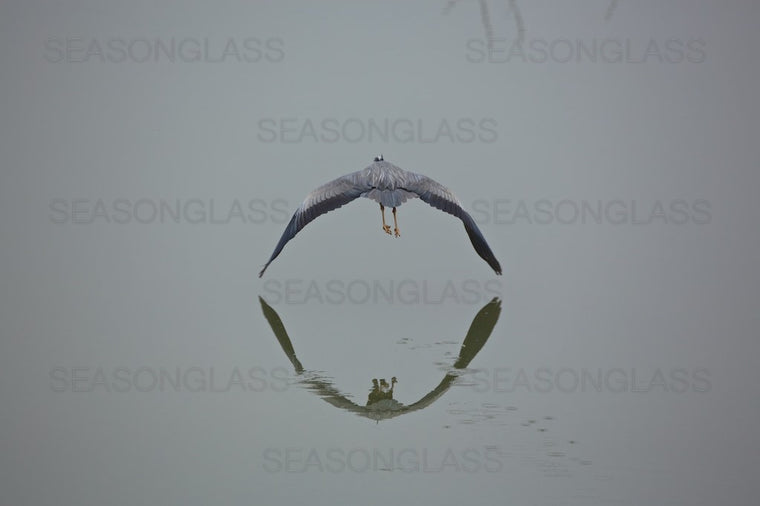 Grey Heron