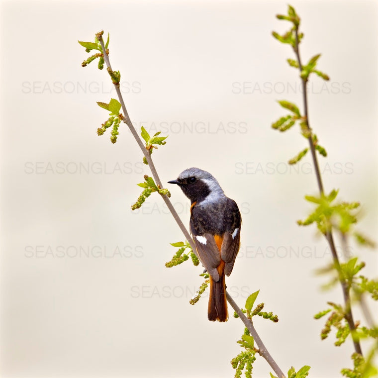 Daurian Redstart