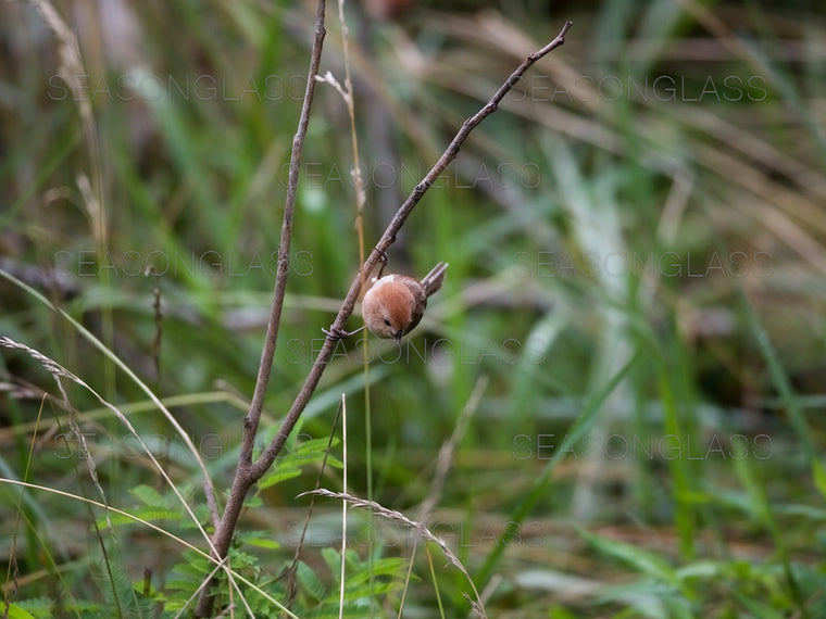 Vinous-throated Parrotbill