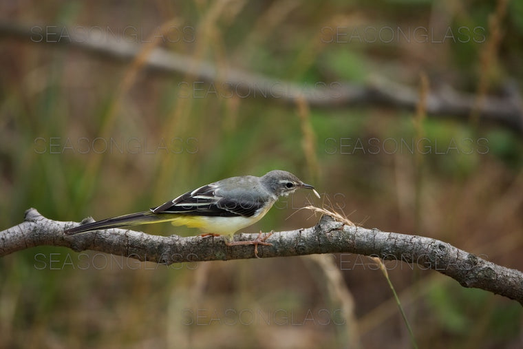 Grey Wagtail