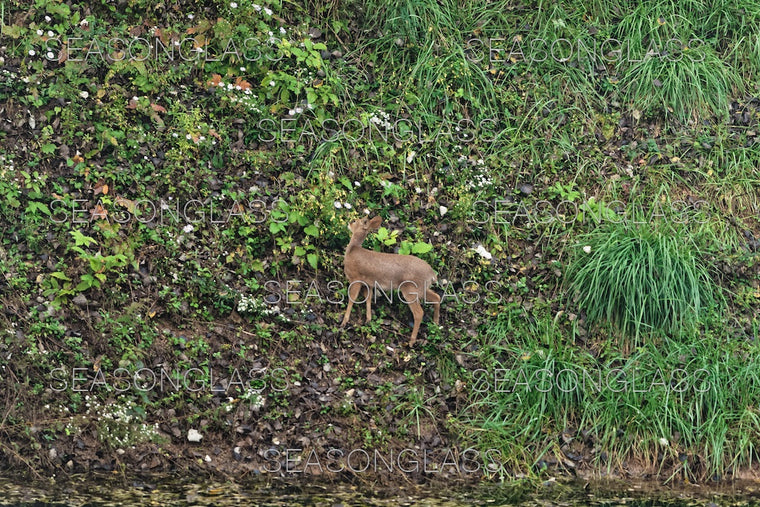 Water Deer
