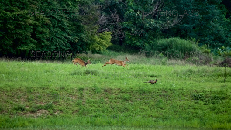 Water Deer