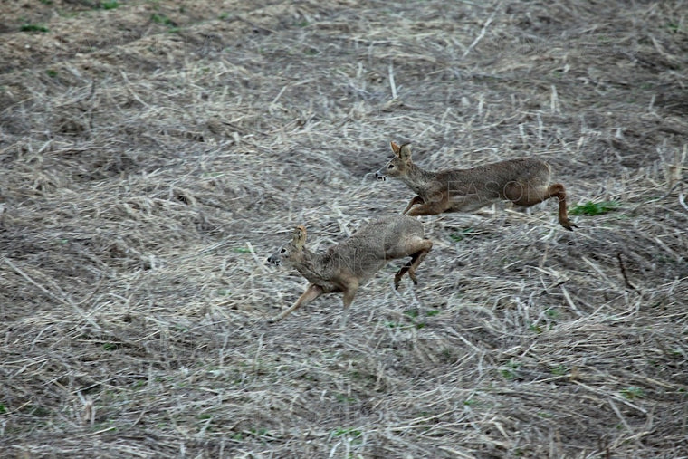 Water Deer