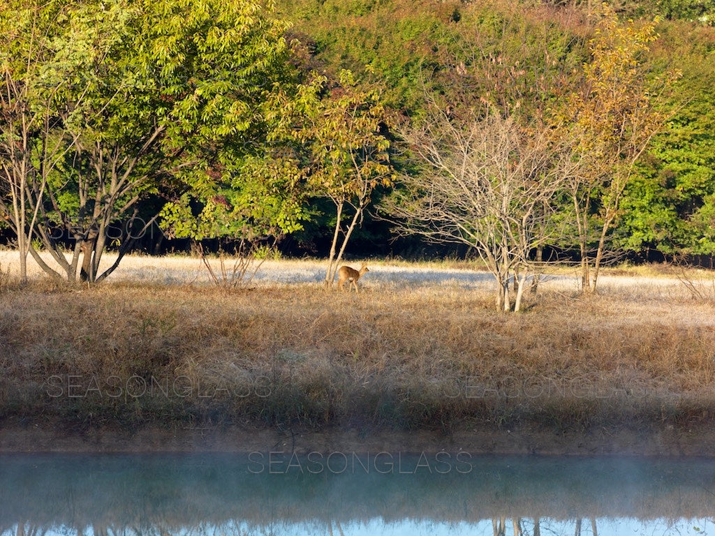 Water Deer