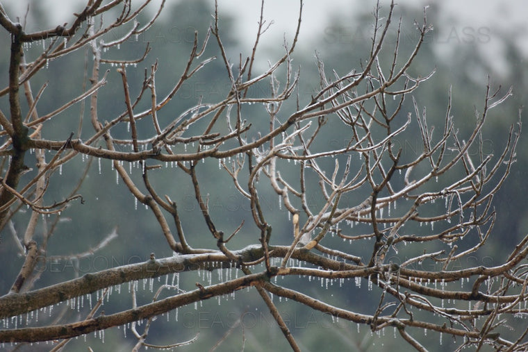 Branches